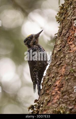 Picoides tridactylus (Picoides tridactylus) mâle d'Eurasie s'accrochant à l'écorce texturée, buvant dans son habitat naturel boisé. Oiseau de la faune dans Banque D'Images