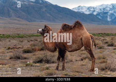Le chameau de Bactrian (Camelus bactrianus), également connu sous le nom de chameau mongol ou chameau domestique de Bactrian, est un grand ongulate à bout égal originaire de la ste Banque D'Images