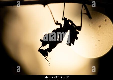 Silhouette d'une mante florale africaine Blepharopsis mendica nymphe espèce de mante priante présentant un camouflage naturel. Insecte de la faune sur h naturel Banque D'Images