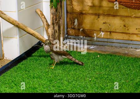 Cancerelle commune hospitalisée (Falco tinnunculus), après traitement dans une chambre de rééducation, avant de retourner à la nature. Photographié le rehabi Banque D'Images