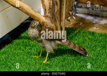 Cancerelle commune hospitalisée (Falco tinnunculus), après traitement dans une chambre de rééducation, avant de retourner à la nature. Photographié le rehabi Banque D'Images