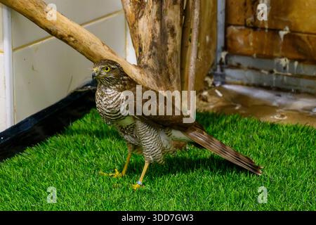 Cancerelle commune hospitalisée (Falco tinnunculus), après traitement dans une chambre de rééducation, avant de retourner à la nature. Photographié le rehabi Banque D'Images