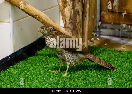 Cancerelle commune hospitalisée (Falco tinnunculus), après traitement dans une chambre de rééducation, avant de retourner à la nature. Photographié le rehabi Banque D'Images