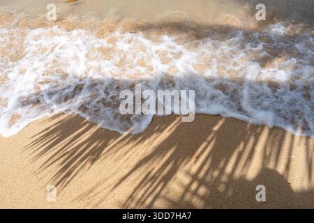 L’ombre d’un palmier s’étend sur le sable doré d’Anaho Beach, Nuku Hiva, Polynésie française, créant une atmosphère tropicale et sereine Banque D'Images