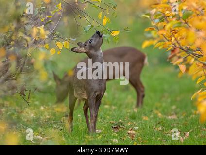 Deux cerfs (Capreolus capreolus) fouillant , grignotant et pâturant , se nourrissant des feuilles d'automne dans les vergers de pommiers d'une ferme de Suffolk . ROYAUME-UNI Banque D'Images