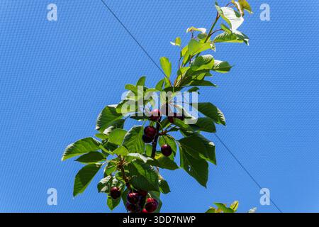 Un amas de cerises mûres rouges foncées pend d'une branche feuillue contre un ciel bleu, partiellement recouvert d'un filet de protection. Banque D'Images