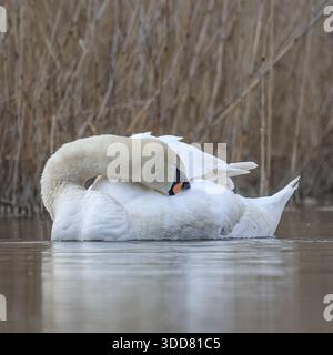 Cygne muet sur le lac Banque D'Images
