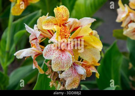 Canna Yellow King Humbert. Cannas orange léopard fleur bourgeon fleur d'été fleurs de près poussent dans le jardin. Banque D'Images