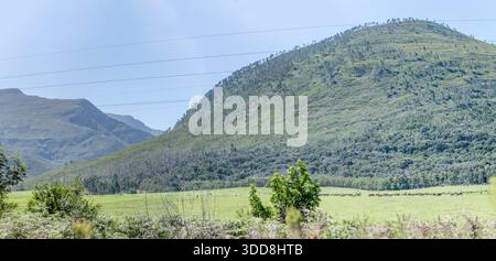 Paysage avec un grand troupeau de vaches dans des champs verts sous des collines boisées, tourné dans une lumière brillante de fin de printemps près de Sandriff, Cap oriental, Afrique du Sud Banque D'Images