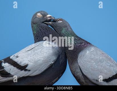 Deux pigeons de Feral (Columba Livia) sur un toit contre un ciel bleu, avec un oiseau préparant affectueusement les plumes du cou de l'autre. Banque D'Images