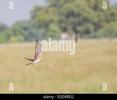 Un Buzzard White Eye dans un vol herbe terre Banque D'Images