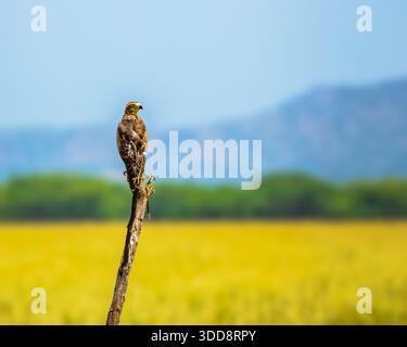 Un Buzzard White Eye dans une terre d'herbe Banque D'Images