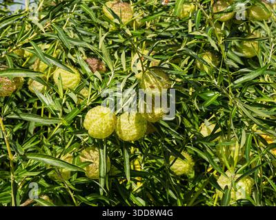 Gros plan des gousses de graines vertes poilues uniques de la plante ballon, Gomphocarpus physocarpus, qui pousse au milieu d'un feuillage vert luxuriant. Banque D'Images