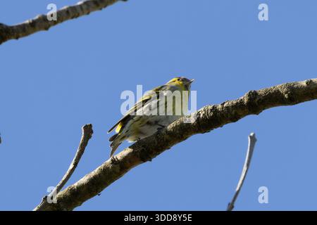 Petit finch vert-jaune avec un bonnet noir et bavoir, mangeant des graines d'aulne. Photo prise dans une forêt de pins dans les Highlands écossais, Royaume-Uni. Banque D'Images