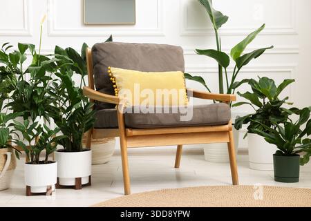 Différentes belles plantes d'intérieur dans des pots et fauteuil à l'intérieur Banque D'Images