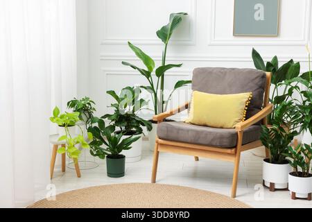 Différentes belles plantes d'intérieur dans des pots et fauteuil à l'intérieur Banque D'Images