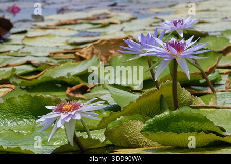 Lotus bleu / Nymphaea nouchali fleurissant dans un étang ornemental, Magdalena, Tobago, Antilles, mars 2025. Banque D'Images