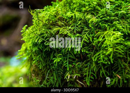 Une vue détaillée et rapprochée se concentre sur la mousse d'émeraude verte luxuriante et vibrante, mettant en valeur la texture complexe d'un sol forestier prospère et sain. Banque D'Images