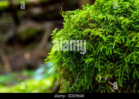 Une vue détaillée et rapprochée se concentre sur la mousse d'émeraude verte luxuriante et vibrante, mettant en valeur la texture complexe d'un sol forestier prospère et sain. Banque D'Images