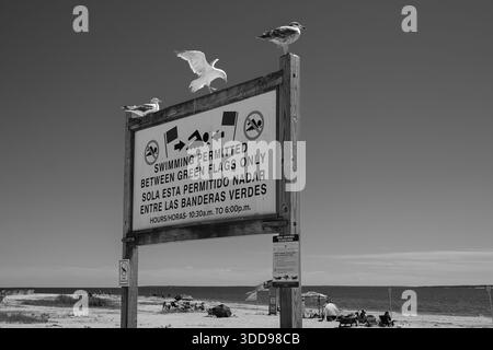 Mouettes perchées sur un panneau de sécurité de plage indiquant les règles de natation le long d'un rivage tranquille de long Island en noir et blanc. Banque D'Images