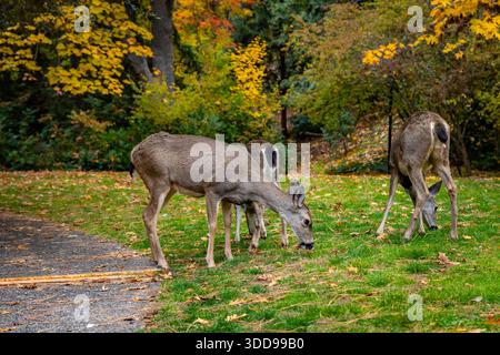 Une scène pittoresque de la faune avec un petit groupe de cerfs à queue noire qui paissent calmement ou se tiennent debout sur la pelouse bien entretenue de Lithia Park Banque D'Images