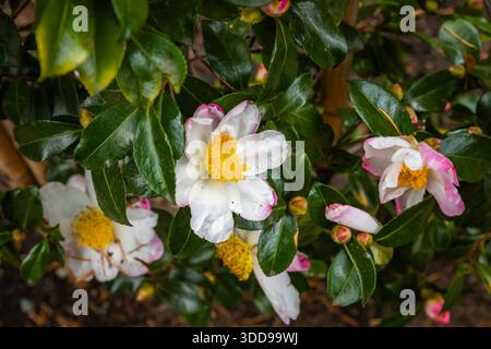 Une belle vue rapprochée d'un arbuste camélia Sasanqua, mettant en valeur ses fleurs délicates et éclatantes roses ou blanches et développant des bourgeons floraux dans l'obscurité Banque D'Images