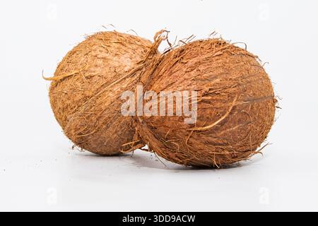 Deux noix de coco entières avec coquille brune rugueuse isolées sur fond blanc propre Banque D'Images