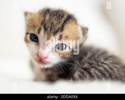 Gros plan de petit chaton bébé mignon souriant Banque D'Images