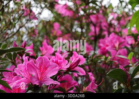 Les azalées roses sont couvertes de gouttes d'eau fraîches. Les pétales délicats affichent de minuscules points rouges encadrés par des feuilles vertes se détachant sur le feuillage Banque D'Images