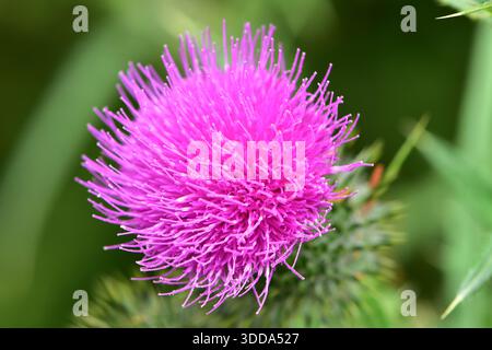 Détail de la tête de fleur violette du chardon de Bull Cirsium vulgare. Lieu : Puhoi Nouvelle-Zélande Banque D'Images
