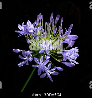 Soleil du matin sur les fleurs d'Agapanthus Banque D'Images