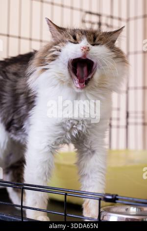 chat moelleux bâillant à l'intérieur de la cage en métal grande bouche ouverte, dents et langue visibles, posture expressive, attentiongrabbing Banque D'Images