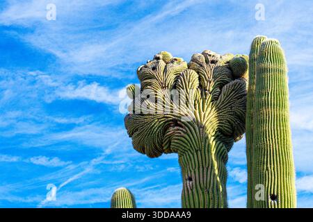 Vue rapprochée d'un cactus saguaro avec une mutation en éventail inhabituelle appelée fastification ou crête Banque D'Images