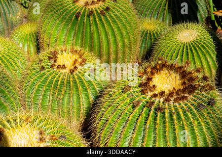Vue rapprochée d'un amas de cactus en baril doré (Kroenleinia grusonii) menacé d'extinction Banque D'Images