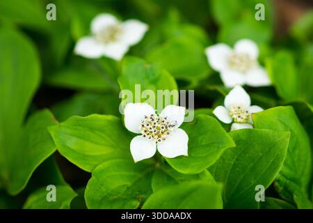 Feuilles et fleurs matures du Canada (Cornus canadensis). Banque D'Images