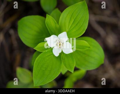 Feuilles et fleurs matures du Canada (Cornus canadensis). Banque D'Images