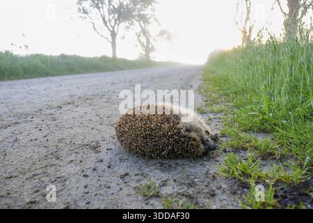 Hérisson hérisson à poitrine brune (Erinaceus europaeus) couché sur une route de campagne brumeuse au lever du soleil, entouré de prairies et d'arbres. Animal abattu sur route. Duem Banque D'Images