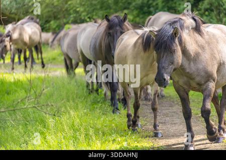 Chevaux sauvages Konik marchant vers la caméra dans une réserve naturelle Banque D'Images