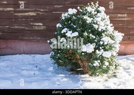 Buisson à feuilles persistantes couvert de neige près d'une clôture en bois dans la cour ensoleillée du jardin d'hiver Banque D'Images