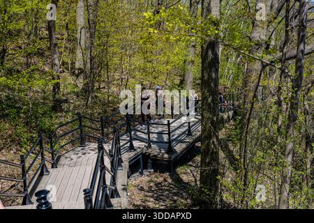 Trois femmes marchent le long d'une promenade en bois surélevée avec des balustrades noires à travers une forêt verdoyante à Montréal. La lumière du soleil filtre à travers les grands arbres et Banque D'Images
