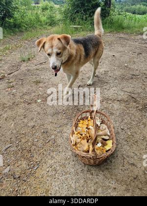 Chien marchant le long d'un chemin forestier à côté d'un panier en osier rempli de champignons sauvages fraîchement cueillis. Scène automnale de cueillette montrant la récolte de champignons. Banque D'Images