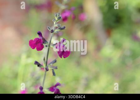 Salvia Nachtvlinder. Arbuste de sauge ornemental avec des fleurs magenta profond également appelé Salvia x jamensis 'Nachtvlinder' et Sage Nacht. Plante aromatique. Banque D'Images