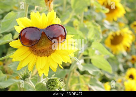 Lunettes de soleil sur tournesol. Heureux concept optimiste. Protection oculaire du concept solaire. Banque D'Images