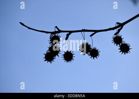 Fruits de gomme sucrée américaine. Fruits de Liquidambar styraciflua dans l'ancien jardin botanique de Hambourg. Banque D'Images