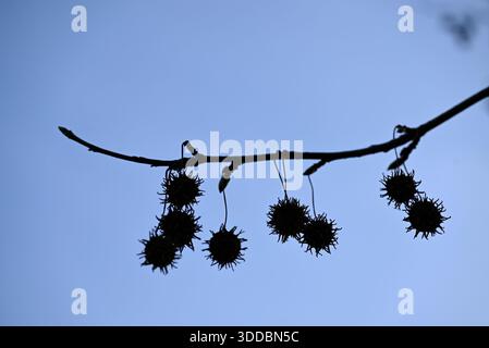 Fruits de gomme sucrée américaine. Fruits de Liquidambar styraciflua dans l'ancien jardin botanique de Hambourg. Banque D'Images
