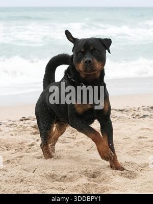 jeune rottweiler qui court sur la plage au printemps Banque D'Images