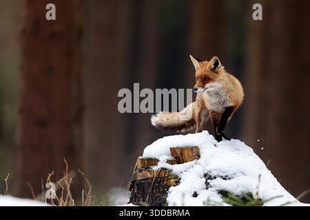 Renard roux mâle (Vulpes vulpes) debout sur un moignon avec de la neige Banque D'Images