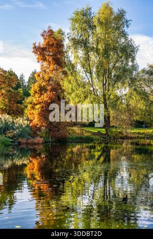 Arbres affichant des couleurs d'automne entourant l'étang dans le jardin botanique royal d'Édimbourg, Écosse, Royaume-Uni Banque D'Images