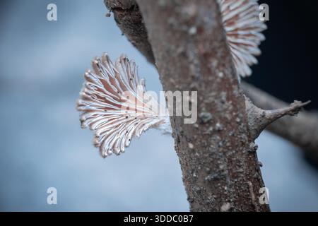 Schizophyllum commune — champignon Split Gill poussant sur bois en décomposition Banque D'Images