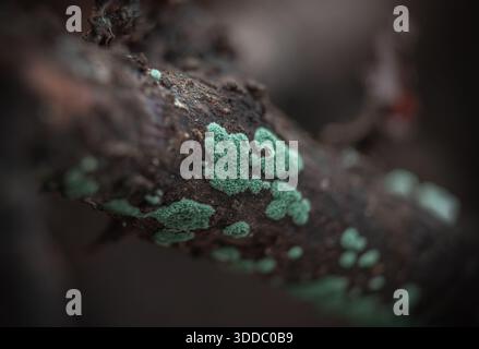 Champignon de moisissure verte Trichoderma viride poussant sur du bois en décomposition, macro photographie montrant la texture fongique et la décomposition naturelle Banque D'Images